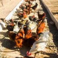 مرغ وخروس محلی|حیوانات مزرعه|دماوند, دماوند|دیوار