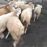 بره نر پای پروار|حیوانات مزرعه|چهاردانگه (آذربایجان), |دیوار