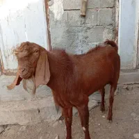 کهره نر|حیوانات مزرعه|شیراز, شهدای شهرک سعدی|دیوار
