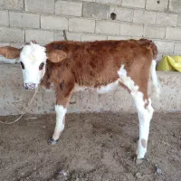 گوساله سیمنتال قرمز ماده