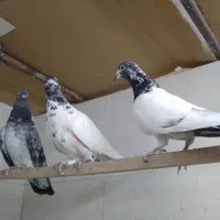 سه تا کفتر عاالی