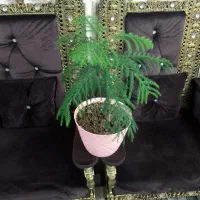 گل کاکتوس تعویض با مانیتور کامپیوتر مرغ عشق یاهرچی|گل و گیاه طبیعی|کرج, حصارک بالا|دیوار