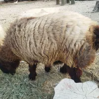 فروش بره نر و ماده کنگان