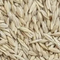 فروش۲تن جو ایرانی