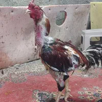 خروس لاری جوجه کش