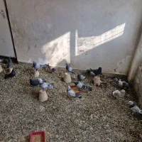 بوم اصفهانی درجه یک