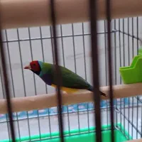 فنچ گلدین|پرنده|فولادشهر, A4|دیوار