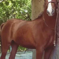 پانسیون اسب