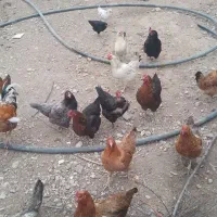 مرغ
