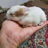 ۱۰ تا بچه خرگوش