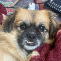 واگذاری نژاد اصیل اسپانیل تبتی/بدون کوچکترین صدا|سگ|یزد, |دیوار