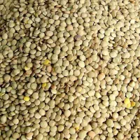 عدس بوجاری امسال در بیله سوار ۱۴۰ تومان