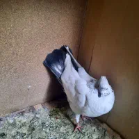 کفتر|پرنده|کرج, خرمدشت|دیوار