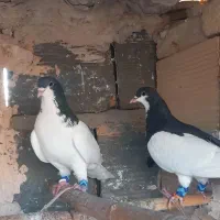 کبوتررنگی چادرساده چپ قرچک