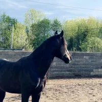 اسب نریون کرد مشکی|اسب و تجهیزات اسبسواری|کیاشهر, |دیوار