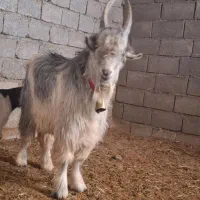 بزقاله دوبری ترکی|حیوانات مزرعه|بن, |دیوار