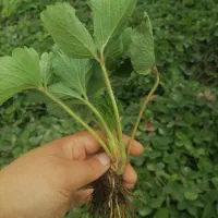 نهال توت فرنگی سابرینا نی 20ت