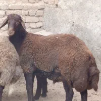 بره نر چاق