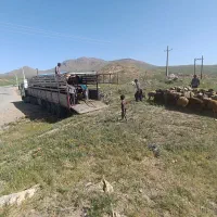 حمل دام زنده