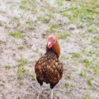 خروس سبرایت بالغ جوجه محلی،جوجه قوغاز