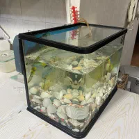 اکواریوم ماهیران|ماهی|اهواز, کیانپارس |دیوار