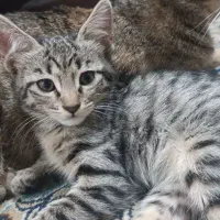 واگذاری بچه گربه دو ماهه