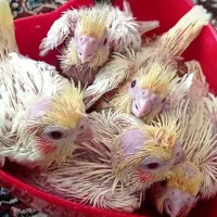 عروس هلندی سرلاکی