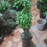 گلفروشی ارش|گل و گیاه طبیعی|لردگان, |دیوار