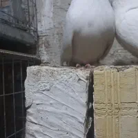 کبوتر سفید|پرنده|ارومیه, |دیوار