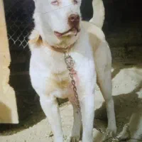 سگ آلابای۹ماهه