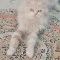 فروش یه پت خوشگل وشیطوون