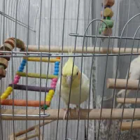 عروس هلندی نر سخن گوعتیقه|پرنده|لالجین, |دیوار