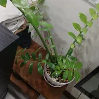 گل و گلدان|گل و گیاه طبیعی|تهران, باغ خزانه|دیوار