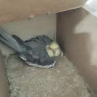 ۴تا عروس هلندی با۳تا تخم یک جفتش مولد هست|پرنده|شیراز, جمال آباد|دیوار