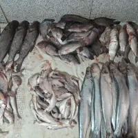 ماهی خوزستان