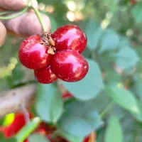 نهالستان بهاری کهریز|خدمات باغبانی و درختکاری|انزل, |دیوار