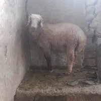 بره میش|حیوانات مزرعه|اهرم, |دیوار