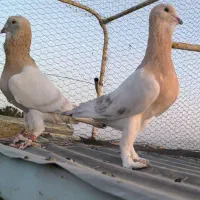 معاوصه کفتر با تلویزیون عطیقه