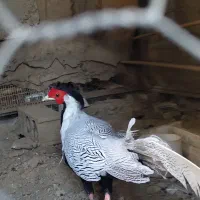 سیلور نر