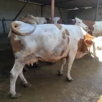 گاو شیری سیمتال مونت