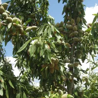 رقم تجاری نهال پسته و گردو و بادام|خدمات باغبانی و درختکاری|خرم‌آباد, |دیوار