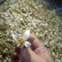 بهارنارنج پاک شده