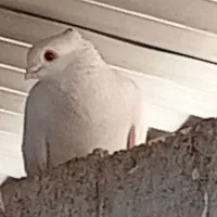 کبوتر سفید موشی