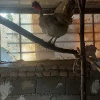 فروش مرغهای محلی و زینتی|حیوانات مزرعه|کوهسار (البرز), |دیوار