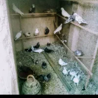 چند جفت کبوتر برای فروش