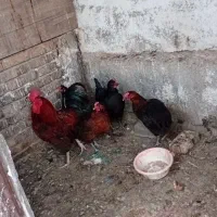 مرغ و خروس رسمی