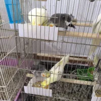 طوطی عروس هلندی|پرنده|محمدیه-قزوین, |دیوار