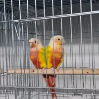 ردچیک راهب شاه طوطی گرینچیک|پرنده|مشهد, فاطمیه|دیوار