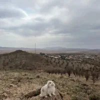 واگذاری خرگوش هلندی