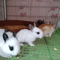 خرگوش مینیاتوری آپارتمانی